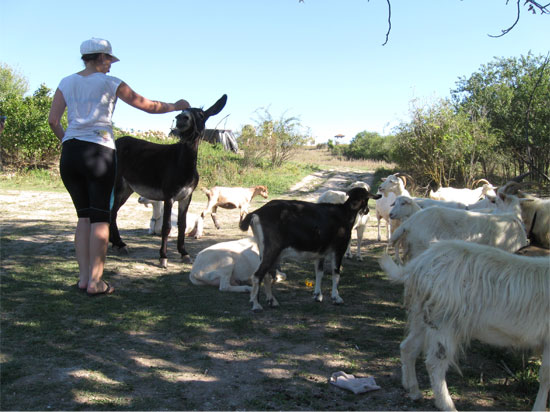 Фауна с. Лаки